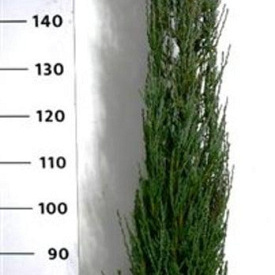 Juniperus s. 'Blue Arrow' 175-200 cm 20L