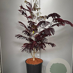 Albizia julibr. 'Summer Chocolate' 100-125 cm 20L
