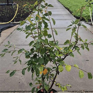 Amelanchier lamarckii 125-150 cm 10L