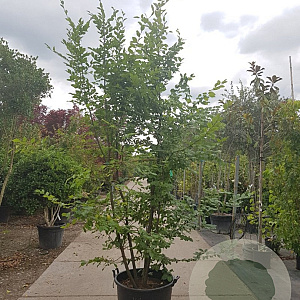 Carpinus betulus 250-300 cm container meerstammig