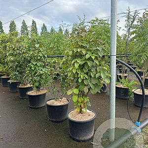 Davidia involucrata 100-125 cm 20L