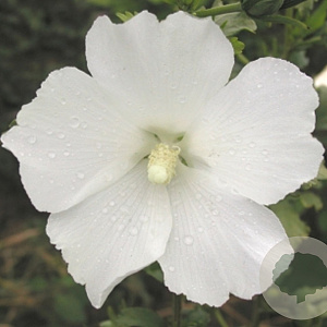 Hibiscus syr. 'Éléonore' 175-200 cm 50L