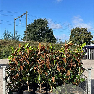 Magnolia grand. 'Galissonnière' 80-120 cm 12L