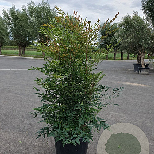 Nandina domestica 80-100 cm 2,5L