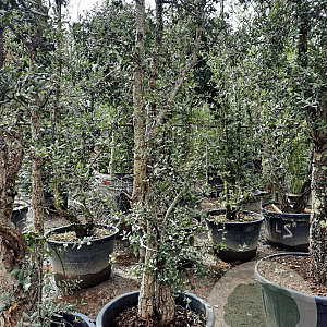 Quercus suber 300-350 cm container meerstammig
