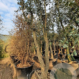 Quercus suber 300-350 cm container meerstammig
