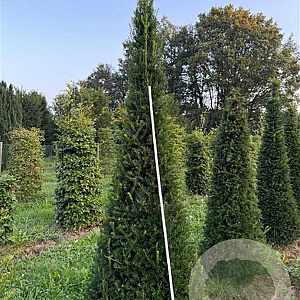 Taxus baccata 225-250 cm draadkluit kegel