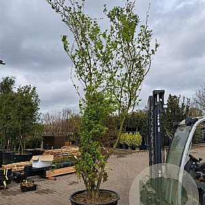 Acer palmatum 300-350 cm cont. 285L meerstammig