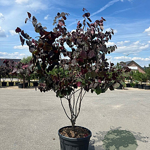 Cercis can. 'Forest Pansy' 200-250 cm cont. 110L meerstammig