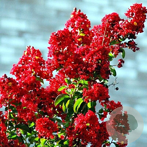 Lagerstroemia i. 'Rubra' 250-300 cm cont. 70L meerstammig