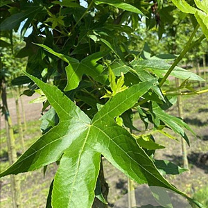 Liquidambar s. 'Worplesdon' 20-25 HO Cocoskluit
