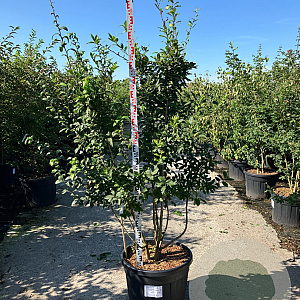 Mespilus germanica 175-200 cm cont. 90L meerstammig