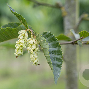 Ostrya carpinifolia 300-350 cm cont. 180L meerstammig