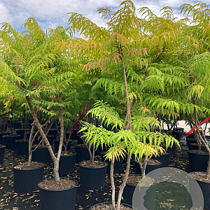 Rhus typhina Tiger Eyes 125-150 cm cont. 70L meerstammig