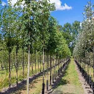 Sorbus domestica 18-20 HA cont. 90L