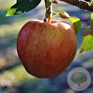 Malus d. 'Fuji' GM 35L dubbele u vorm