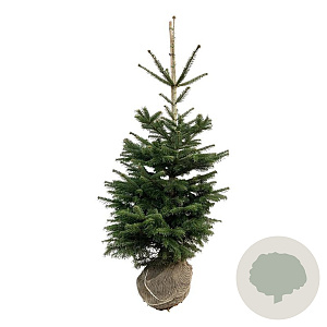 Abies koreana 150-175 cm met kluit extra