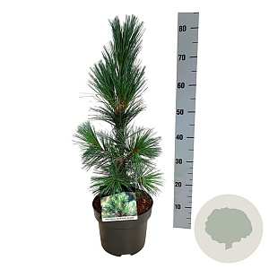 Pinus flex. 'Vanderwolf's Pyramid' 40-50 cm P21