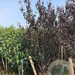Prunus cer. 'Nigra' 200-250 cm cont. 70L meerstammig