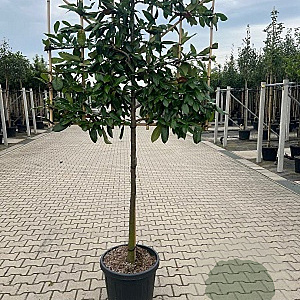 Prunus l. 'Novita' halfstam 45L  LEIVORM