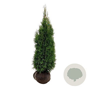 Thuja occ. 'Smaragd' 120-140 cm met kluit extra