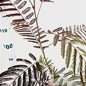 Albizia julibr. 'Summer Chocolate' 100-125 cm 3,0L