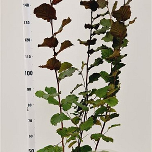 Corylus m. 'Purpurea' 100-125 cm 50L