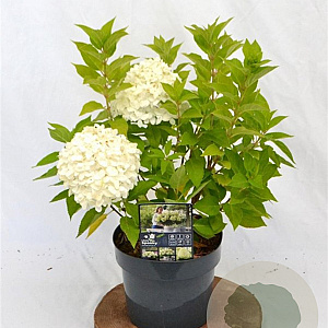 Hydrangea pan. Little Spooky 30-40 cm 3,0L