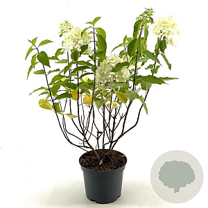 Hydrangea pan. Little Spooky 30-40 cm 3,0L