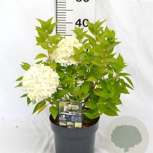Hydrangea pan. Little Spooky 30-40 cm 3,0L