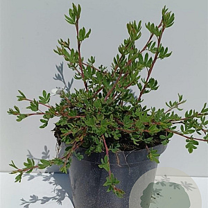 Potentilla f. 'Abbotswood' 30-40 cm 3,0L