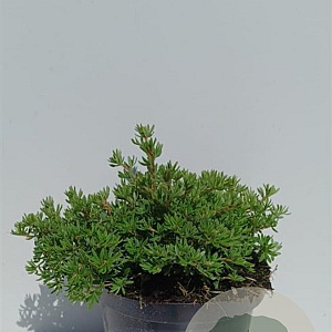 Potentilla f. 'Kobold' 25-30 cm 3,0L