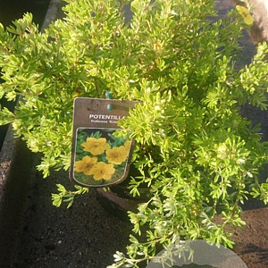 Potentilla f. 'Kobold' 25-30 cm 3,0L