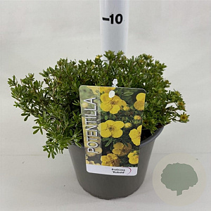 Potentilla f. 'Kobold' 25-30 cm 3,0L