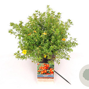 Potentilla f. 'Red Ace' 25-30 cm 3,0L