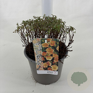 Potentilla f. 'Red Ace' 25-30 cm 3,0L