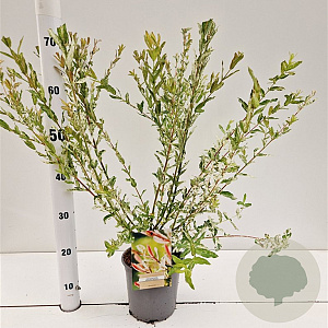 Salix integra 'Hakuro-nishiki' 50-60 cm 2,5L