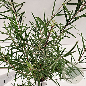 Salix rosmarinifolia 50-60 cm 2,5L