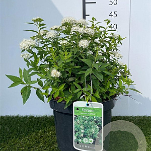 Spiraea jap. 'Albiflora' 25-30 cm 3,0L