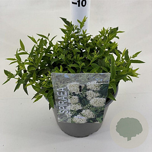 Spiraea jap. 'Albiflora' 25-30 cm 3,0L