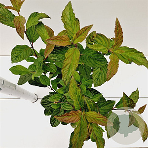 Viburnum bodn. 'Dawn' 40-50 cm 2,5L