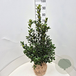 Ilex meserv. Blue Maid 60-80 cm met kluit