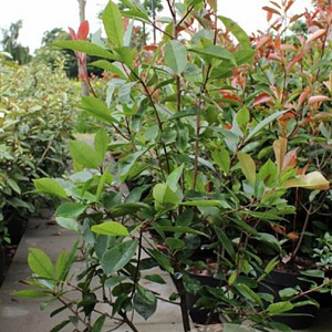 Photinia fraseri 'Red Robin' 100-120 cm 10L