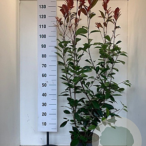 Photinia fraseri 'Red Robin' 100-120 cm 10L