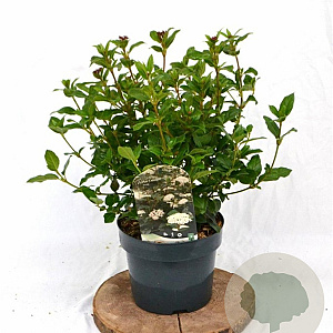 Viburnum tinus 30-40 cm 3,0L