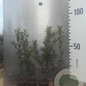 Ilex aquifolium 60-80 cm 2,0L