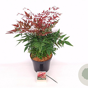Nandina d. Obsessed 40-50 cm 7,5L