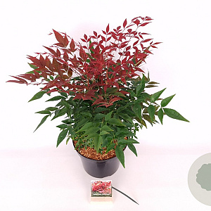Nandina d. Obsessed 40-50 cm 7,5L