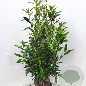Prunus l. 'Herbergii' 100-120 cm met kluit