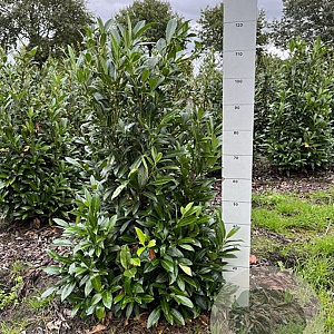 Prunus l. 'Herbergii' 100-120 cm met kluit